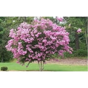 Crape Myrtle Rhapsody in Pink 3 Extra Large 3 Gallon Plants Soft Pink Blooms, Live Plant, Elegant Ornamental Shrub for Graceful Garden Displays